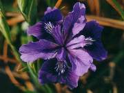 innominata Super Dark